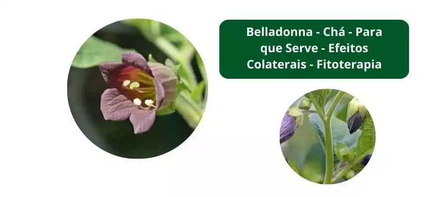 Belladonna Ch Para que Serve Efeitos Colaterais Fitoterapia