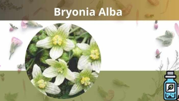 Bryonia na homeopatia O que é e para que serve?