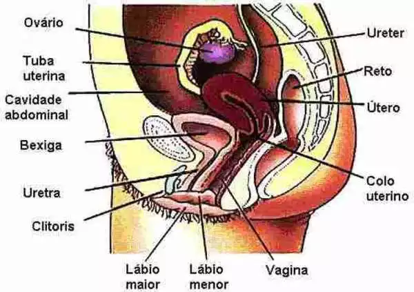 Sistema Reprodutivo feminino